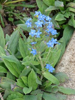 Starr 070320-5753 Cynoglossum amabile.jpg