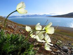 Svalbard poppy (Papaver dahlianum).jpg