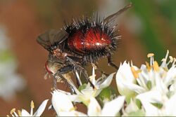 Tachinid Fly - Juriniopsis adusta, Howard County Conservancy, Woodstock, Maryland (37086860451).jpg