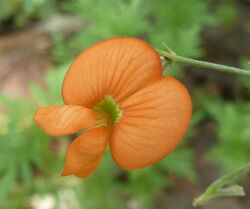 Tephrosia elongata, blom, Voortrekkermonument-NR, a.jpg