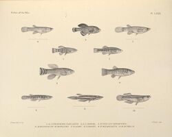 The fishes of the Nile (Pl. LXXIX) (6961625285).jpg