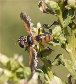 Trichopoda subdivisa.jpg