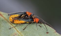 Tricolor Soldier Beetle (Chauliognathus tricolor) (32807583493).jpg