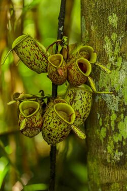 Tropical pitcher plant - Tanjung Puting National Park - Indonesia 1.jpg