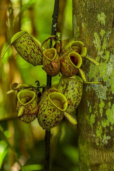 File:Tropical pitcher plant - Tanjung Puting National Park - Indonesia 1.jpg
