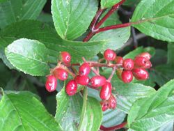 Viburnum erubescens - Reddish Viburnum on way from Govindghat to Gangria at Valley of Flowers National Park - during LGFC - VOF 2019 (3).jpg