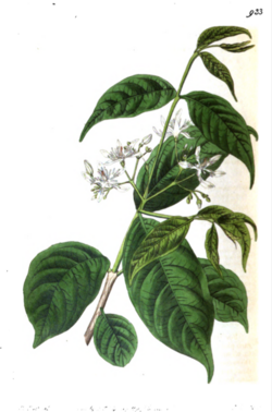 Wrightia tinctoria illustration from botanical register.png