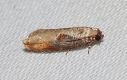 - 2703 – Episimus tyrius – Maple Tip Borer Moth (21199465513).jpg