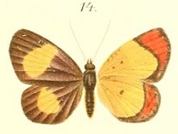 14-Cleis hypoleuca=Callidula hypoleuca Butler, 1887.JPG