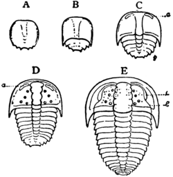 1911 Britannica-Arachnida-Sao hirsuta.png