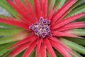 20120912 Bromelia humilis.jpg