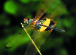 A Dragon Fly taking a break (551290440).jpg