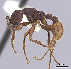 A Neivamyrmex sumichrasti ant seen in profile.jpg