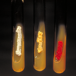 Three tubes with agar set on an angle have bacterial colonies streaked onto their surface. The bacterial colonies are differently coloured; the Micromonospora colonies are red in colour.