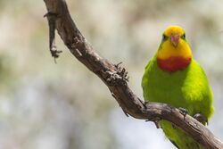 Adult male Superb parrot.jpg