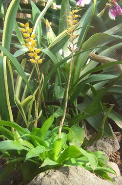 Aechmea pedicellata.jpg