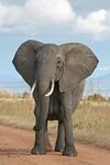 African Bush Elephant.jpg