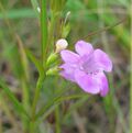 Agalinis paupercula.jpg