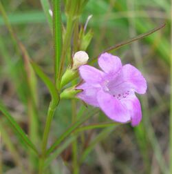 Agalinis paupercula.jpg