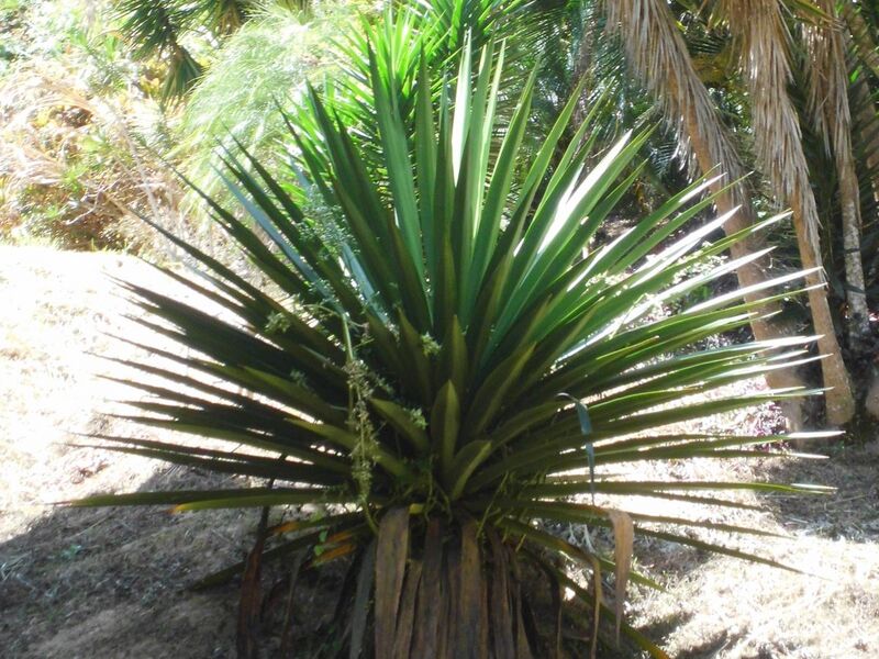 File:Agave tequilana F.A.C. Weber 2013 cropped.jpg