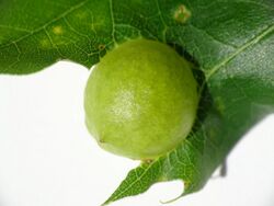 Amphibolips quercusostensackenii gall mosbo6.jpg