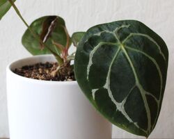 Anthurium forgetii potted.jpg