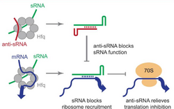 Anti-sRNA Mechanism.png