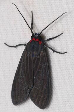 Arctiid Moth (Episcepsis gnoma) (40389350181).jpg
