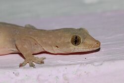 Asian House Gecko close up from bangalore.jpg