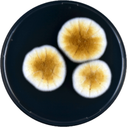 Aspergillus dimorphicus cya.png