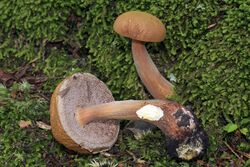 Austroboletus gracilis 258298.jpg