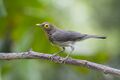 Bare-eyed Thrush (5529613751).jpg