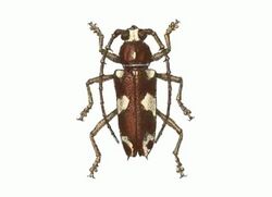 Biologia Centrali-Americana - Elaphidion coronatum.jpg