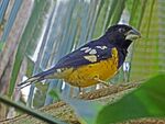 Black-backed Grosbeak RWD2.jpg