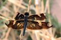 Black-winged skylight flutterer dragonfly Rhyothemis fenestrina.jpg