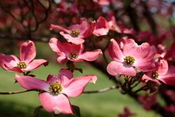 Blooms-spring-pink-flowers - West Virginia - ForestWander.jpg