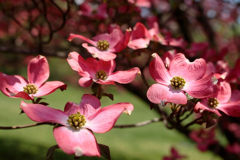 File:Blooms-spring-pink-flowers - West Virginia - ForestWander.jpg
