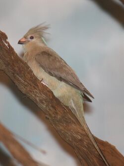 Blue-napedMousebird UrocoiusMacrourus.jpg