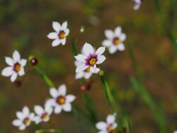 Blue Eyed Grass ニワゼキショウ And Other Flowers (258019639).jpeg