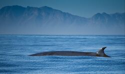 Brydes whale.jpg