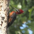 Campephilus rubricollis - Red-necked Woodpecker.JPG