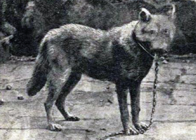 File:Canis lupus cristaldii subsp. nov.png