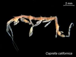 Caprella californica.jpg