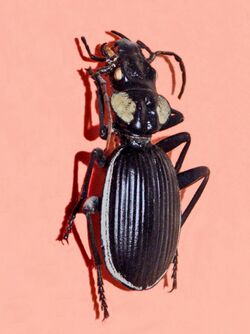 Carabidae - Anthia thoracica.jpg