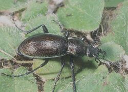 Carabus scheidleri.jpg