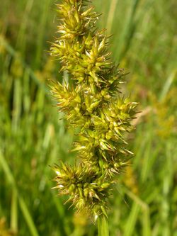 Carex stipata (4155811402).jpg