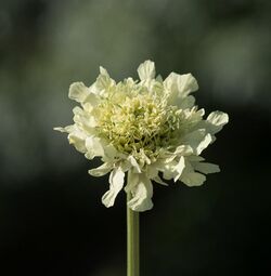 Cephalaria alpina.jpg