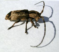 Cerambycid wood 1.jpg