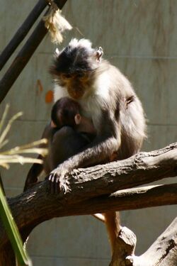 Cercocebus atys lunulatus Barcelona zoo.jpg