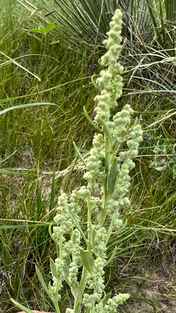 Chenopodium desiccatum.png